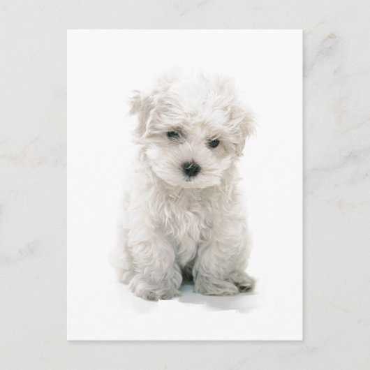 Niedlich Bichon Frise Postcard Postkarte (Vorderseite)