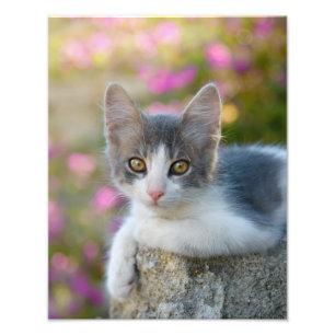 Niedlich Bicolor Cat Kitten Pink Blume - Paperprin Fotodruck