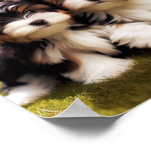 niedlich Biewer Terrier Welpen Poster (Ecke)