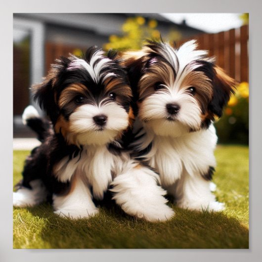 niedlich Biewer Terrier Welpen Poster (Vorne)