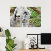 Niedlich Billy Goat Poster (Heimbüro)