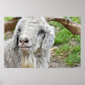 Niedlich Billy Goat Poster (Vorne)