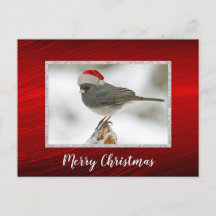 Niedlich Bird Santa Cap Foto Weihnachten Postkarte