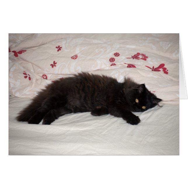 Niedlich Black Kitten (Vorderseite (Horizontal))