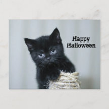 Niedlich Black Kitten Foto Twine Halloween