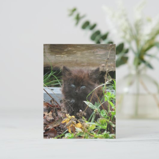 Niedlich Black Kitten Postkarte (Stehend Vorderseite)