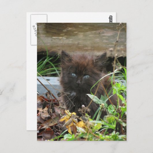 Niedlich Black Kitten Postkarte (Vorne/Hinten)