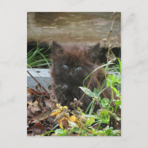 Niedlich Black Kitten Postkarte