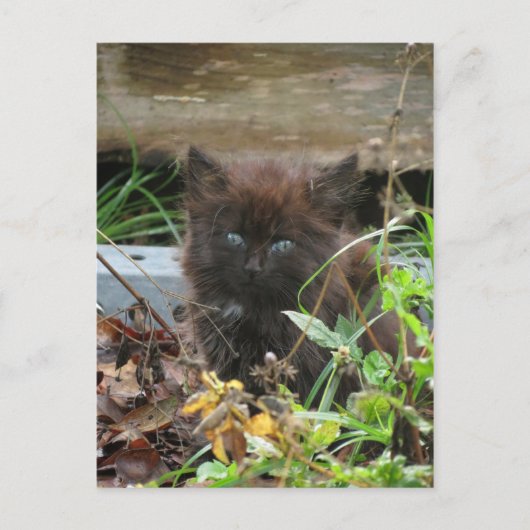 Niedlich Black Kitten Postkarte (Vorderseite)