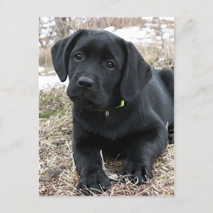 Niedlich Black Labrador Puppy - Happy Dog Black La Postkarte