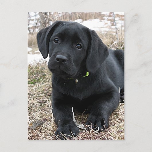 Niedlich Black Labrador Puppy - Happy Dog Black La Postkarte (Vorderseite)