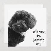 Niedlich Black Toy Poodle © Personalisiertes Party Einladung (Vorne/Hinten)