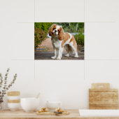 Niedlich Blenheim Cavalier King Charles Spaniel Pu Poster (Küche)