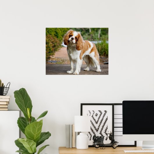 Niedlich Blenheim Cavalier King Charles Spaniel Pu Poster (Heimbüro)