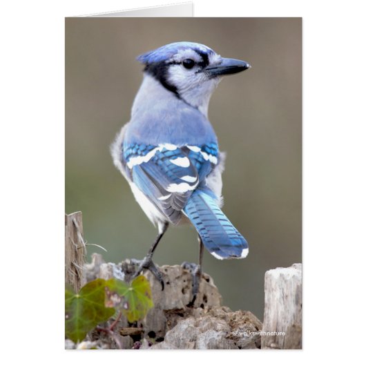 Niedlich Blue Jay Songbird auf Treestump (Vorne)