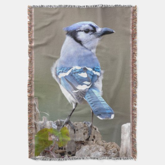 Niedlich Blue Jay Songbird auf Treestump Decke (Vorderseite Vertikal)