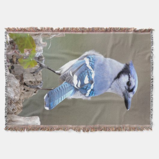 Niedlich Blue Jay Songbird auf Treestump Decke (Vorderseite)