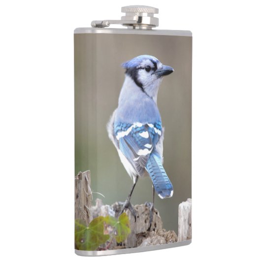 Niedlich Blue Jay Songbird auf Treestump Flachmann (Rechts)