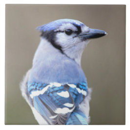 Niedlich Blue Jay Songbird auf Treestump Fliese