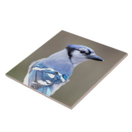 Niedlich Blue Jay Songbird auf Treestump Fliese
