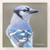 Niedlich Blue Jay Songbird auf Treestump Glass Unt Glasuntersetzer (Vorderseite)