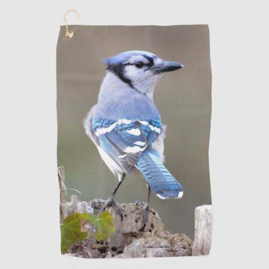 Niedlich Blue Jay Songbird auf Treestump Golfhandtuch (Vorderseite)
