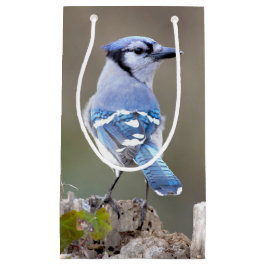 Niedlich Blue Jay Songbird auf Treestump Kleine Geschenktüte
