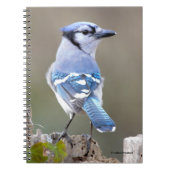 Niedlich Blue Jay Songbird auf Treestump Notizblock (Vorderseite)