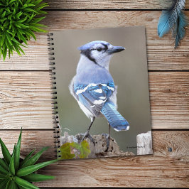 Niedlich Blue Jay Songbird auf Treestump Notizblock