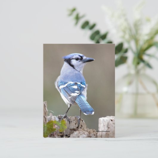 Niedlich Blue Jay Songbird auf Treestump Postkarte (Stehend Vorderseite)