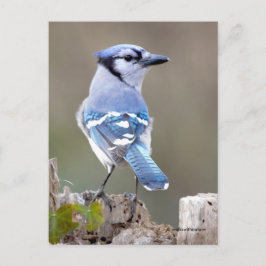 Niedlich Blue Jay Songbird auf Treestump Postkarte