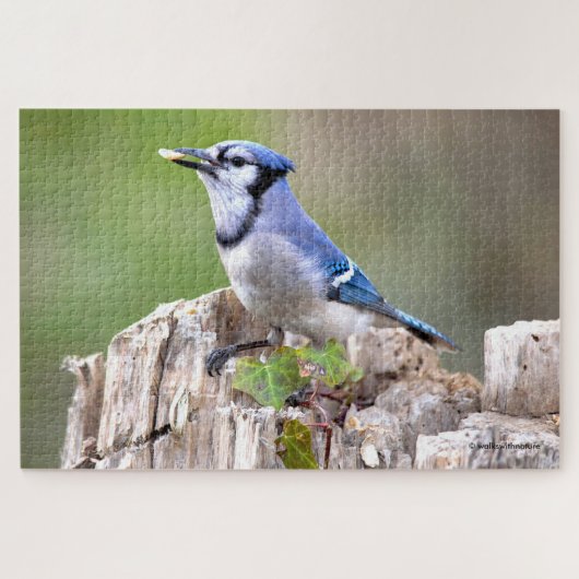 Niedlich Blue Jay Songbird auf Treestump Puzzle (Horizontal)