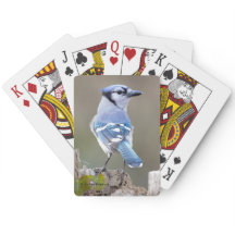 Niedlich Blue Jay Songbird auf Treestump