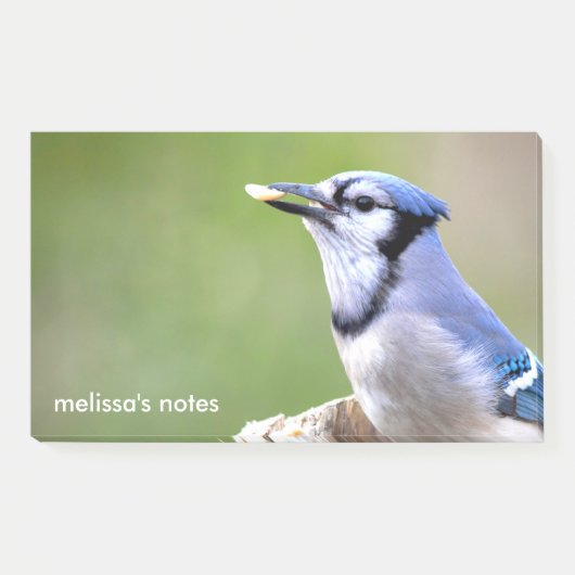 Niedlich Blue Jay Songbird mit Erdnuss Post-it Klebezettel (Vorderseite)
