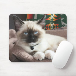 Niedlich Blue Mit Augen Siamese Kitten Foto Mousepad