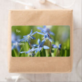 Niedlich Blue Scilla-Blume (Insitu)