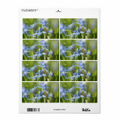 Niedlich Blue Scilla-Blume (Vorne)