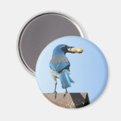 Niedlich Blue Scrub Jay Bird & Peanut Magnet (Vorderseite/Rückseite)