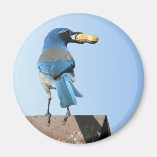 Niedlich Blue Scrub Jay Bird & Peanut Magnet