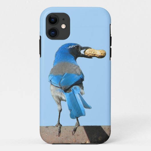 Niedlich Blue Scrub Jay Bird und Erdnuss Case-Mate iPhone Hülle (Rückseite)