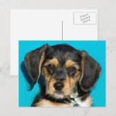 Niedlich Borkie Puppy Postkarte (Vorne/Hinten)