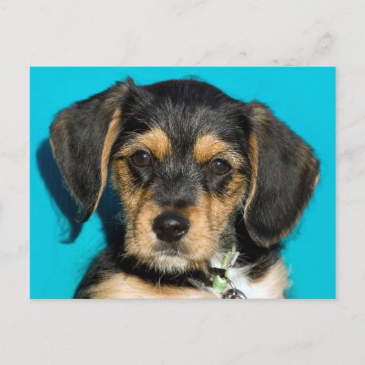 Niedlich Borkie Puppy Postkarte (Vorderseite)