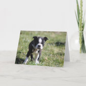 Niedlich Boston Terrier Blank Dankeskarte (Vorderseite)