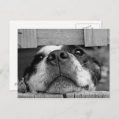 Niedlich Boston Terrier Puppy Closeup Postkarte (Vorne/Hinten)