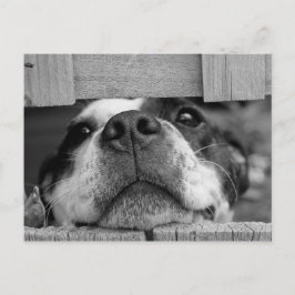Niedlich Boston Terrier Puppy Closeup Postkarte