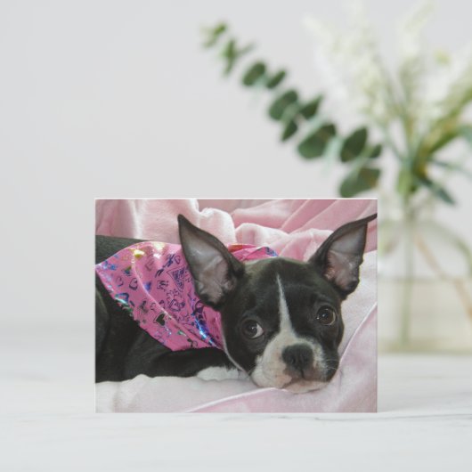 Niedlich Boston Terrier Puppy Postkarte (Stehend Vorderseite)
