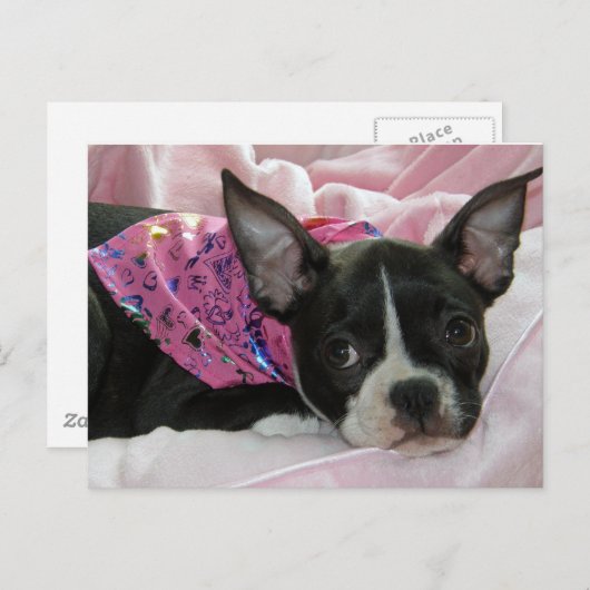 Niedlich Boston Terrier Puppy Postkarte (Vorne/Hinten)