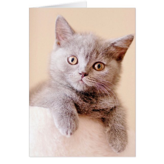 Niedlich British Shorthair Cat (Vorne)