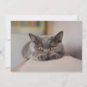 Niedlich British Shorthair Cat Einladung (Rückseite)