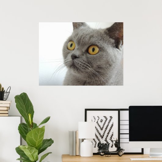 Niedlich British Shorthair Cat Poster (Heimbüro)